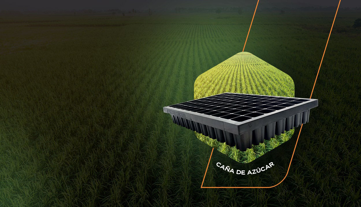 TRAJIMOS<br />INNOVACIÓN A UN<br /><span>CULTIVO CENTENARIO</span>