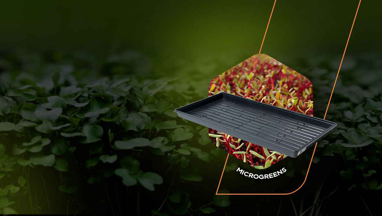 <strong>MICROGREENS:</strong><br />A TREND THAT<br />IS HERE TO STAY