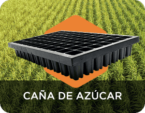 Caña de Azúcar