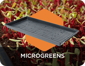 Microgreens
