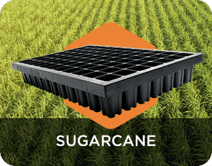 Sugarcane
